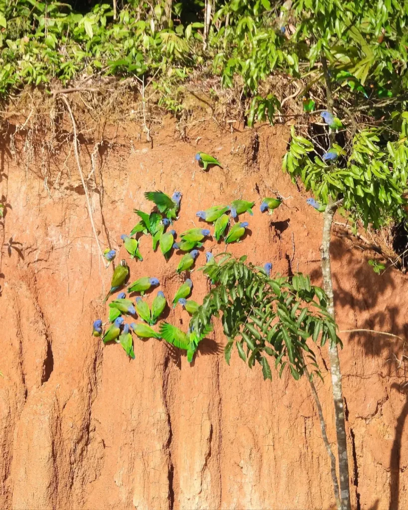 macaw-clay-lick-–-chuncho-tour-2-days-portada